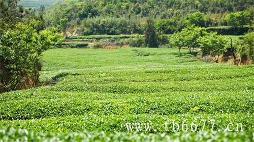 收藏存放白茶哪个白茶树品种