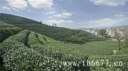 中国六大茶类的种类