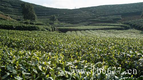 乌龙茶奶茶店专用