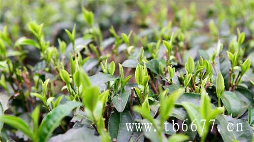贡眉是群体种茶树品种