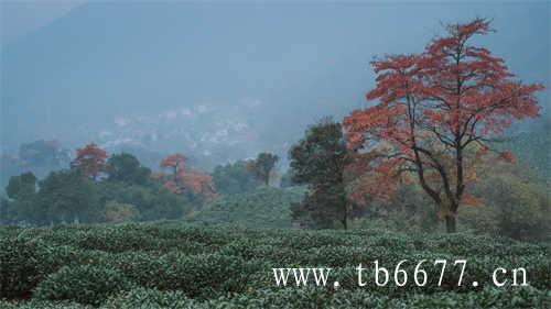 特级老白茶寿眉茶饼价格