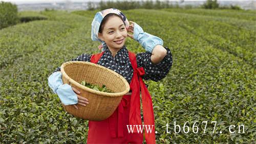 福鼎生态白茶种植