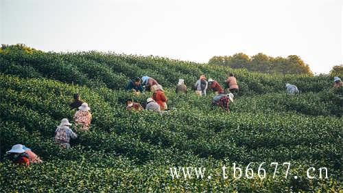 尿酸高可以喝乌龙茶吗