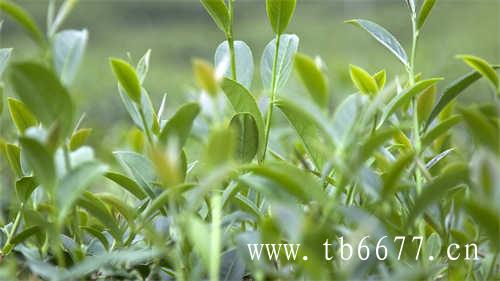 白茶的发源地是福建省福鼎市