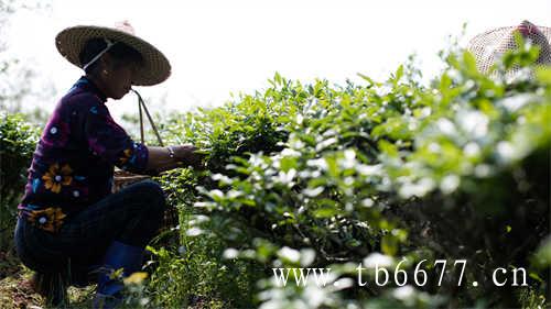 梨山茶乌龙茶