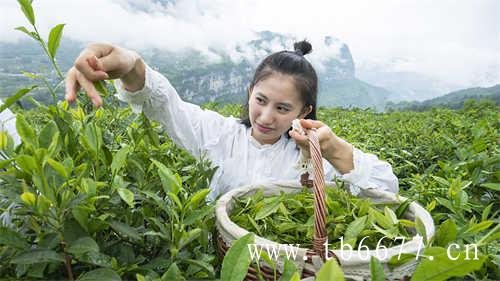 下午茶首选福鼎白茶