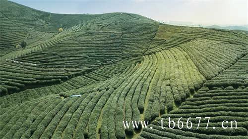 台湾冻顶乌龙茶的历史