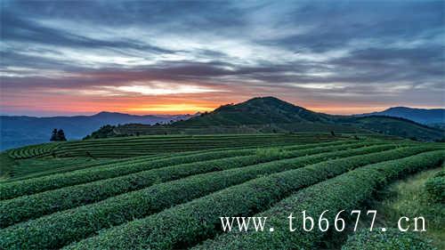 茶圣居文山包种茶文山包种茶