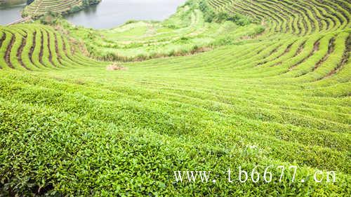 武夷山岩茶怎么鉴别