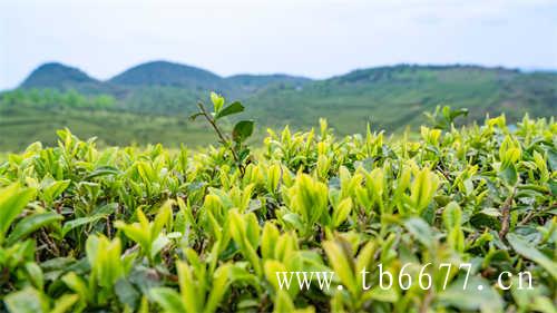 漳平水仙到底是什么茶