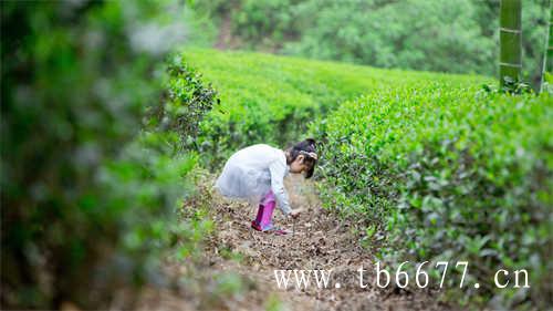 漳平水仙乌龙茶里唯一的紧压茶