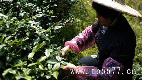 腾冲高山乌龙茶产业发展