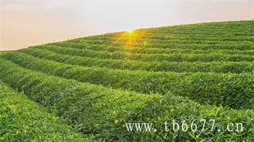 白茶的制作过程和产地在哪里
