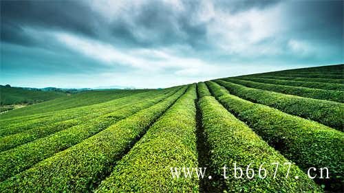 原谅柠檬茶一口穿越热带雨林