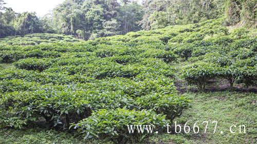 有哪些适合夏天喝的茶饮品