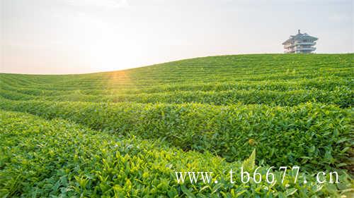 好喝不胖的茶饮料清泉出山困茶