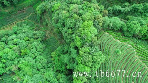 凤凰单丛茶适合哪些茶友