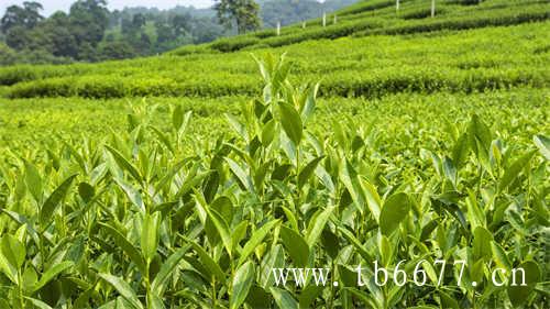 福鼎市管阳镇高山白茶