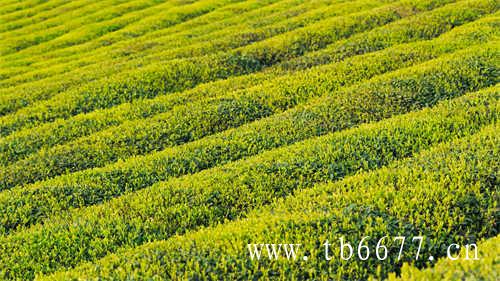 中国最知名的十大乌龙茶是哪些
