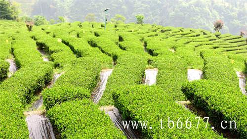 白茶能保存多久白茶产地以及种类