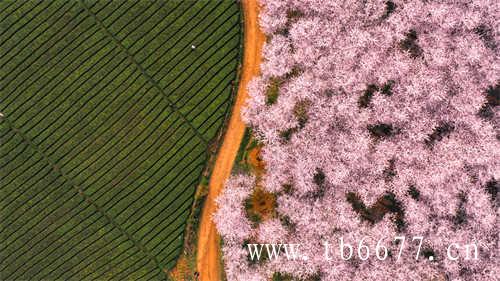 桂花乌龙茶桂花乌龙茶