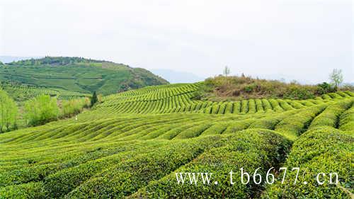 乌龙茶的保质期一般是多长时间