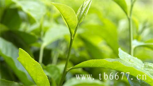 糖尿病患者可以喝绿茶吗