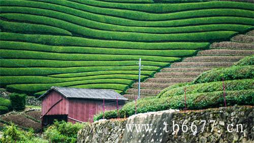 你与茶的距离正在悄悄拉近