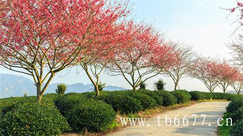 茶本嘉木茶茗亦为佳饮