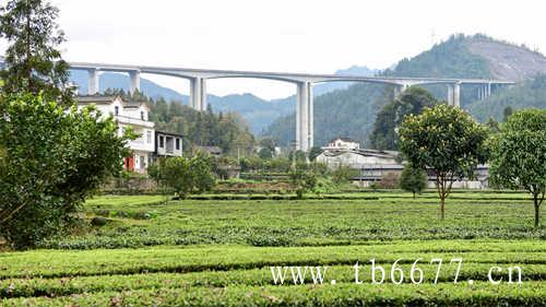 高山云雾产好茶太姥山白茶