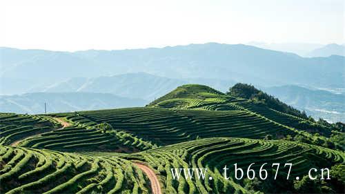 哪些茶是没有发酵的茶