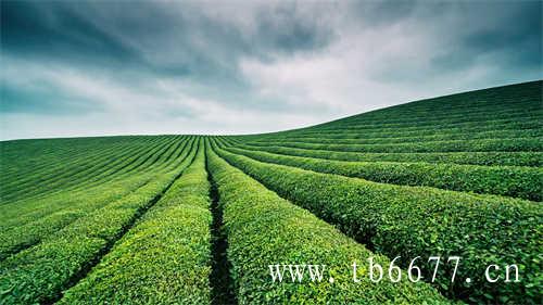 信阳白茶生产加工基地规模化