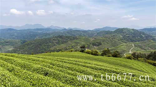 福建漳州白茶