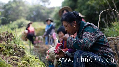 陈茶饼和新茶饼哪个好