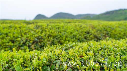 乌龙茶的发酵程度