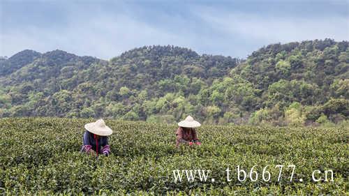 中国四大名茶你喝过几种