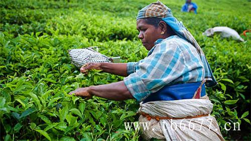 乌龙茶普洱茶