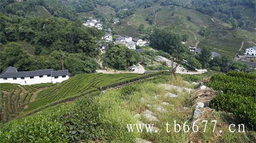 福建太姥山的茶为什么好