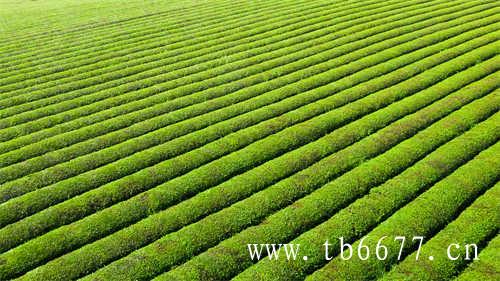 中国十大白茶品牌排行榜