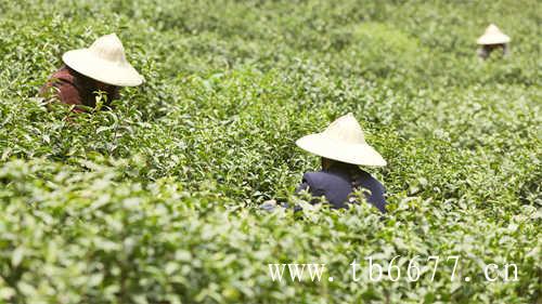 台湾的乌龙茶有哪些种类