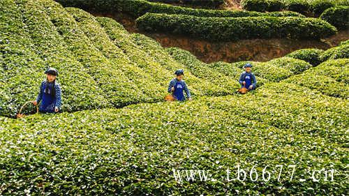 安徽省最早的名茶之一敬亭绿雪