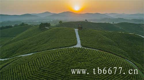 福建茶业有限公司排名