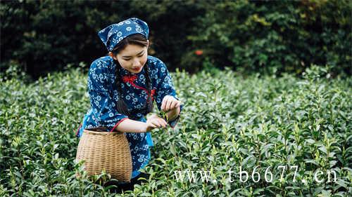 发酵程度对乌龙茶的影响有多大