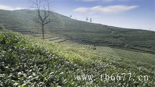 春茶绿茶高山茶安全较高