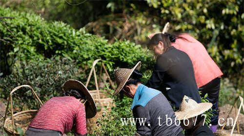 中国十大名绿茶的最新排名