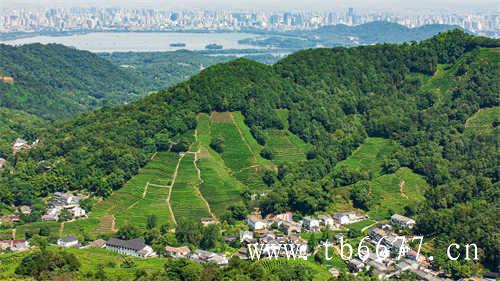 福鼎市白茶的分布地图