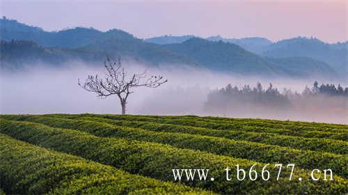 中国最知名的十大乌龙茶是哪些