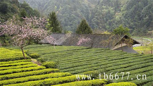 贡眉茶的价格决定因素