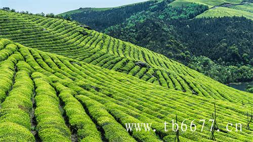 福建白茶的生产与出口