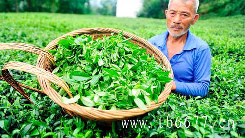中国六大白茶之一寿眉